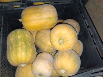 продам тыкву: Салам алейкум уважаемые покупатели вашему вниманию сорт японка сладким — 7