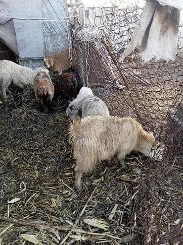 ечки кой: Продаю | Ягненок | Полукровка | Для разведения — 1
