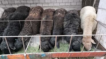 сиамская кошка цена бишкек: Продаю | Овца (самка) | Полукровка — 3