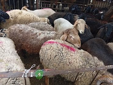 А/ч жаныбарларын сатам: Сатам | Ургаачы кой (ургаачы), Козу, Кочкор (эркек) | Гиссар, Аргын, Меринос | Союуга | Бычылган, Жасалма жол менен боозутуу, Ургаачы — 9