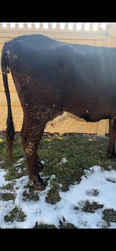 уй малочный: Продаю | Корова (самка) | Для молока | Привязанные — 2