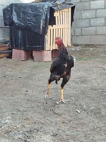 заненский коза: Продаю | Петух | Бойцовая | Для боев — 2