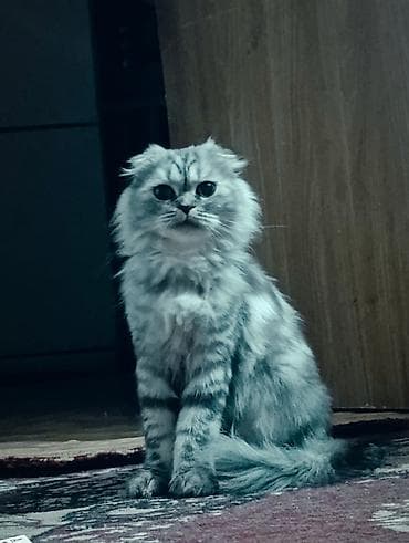 Животные: Скотиш Фолд (Шотландская вислоухая), 1 год, Девочка, Серебристая шиншилла, Приучена к лотку — 1