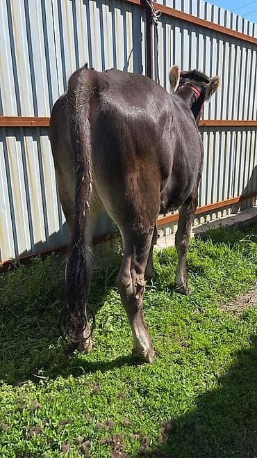 матки пчел: Продаю | Тёлка | На откорм | Отела не было — 1