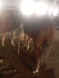 дом для собака: Сатам | Бээ (ургаачы) | Союуга — 2