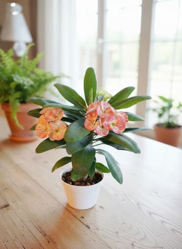 продаю самшит: Эуфорбия Миля (Корона Христа), комнатный декоративный кустарник. - — 1