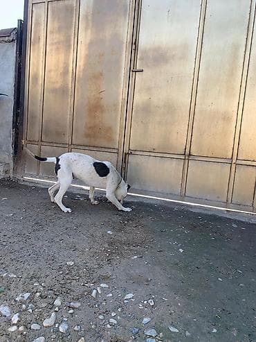 собака пекинес цена: Питбуль, 1 год, Самка — 5