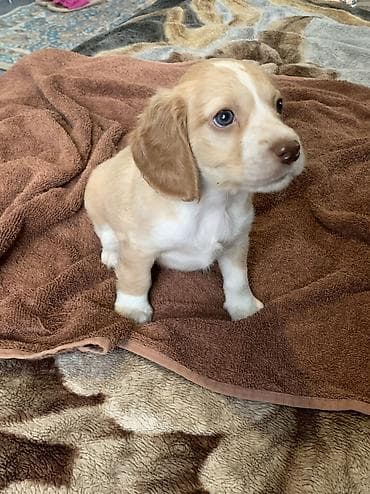 охотичный собака: Щенки русский охотничий спаниель - Порода: Русский охотничий — 9
