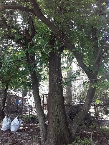 темир издегич: Продаю деревья обращаться по телефону — 3