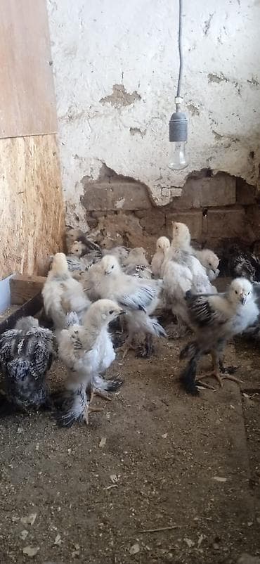 сибрайт шамуа карлик брама: Продаю | Цыплята | Полубрама, Бройлерная, Бойцовая | Для разведения — 4