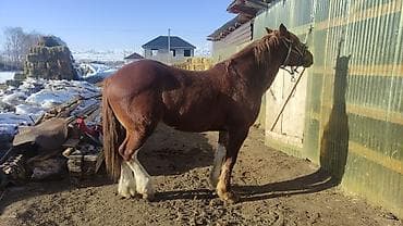 корм для куриц несушек: Продаю | Жеребец | Рабочий — 2