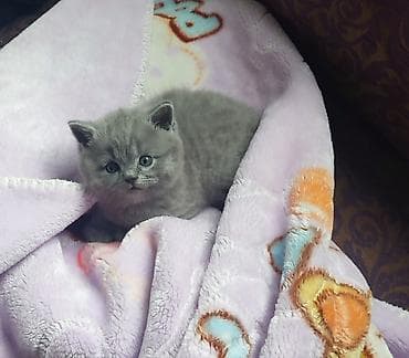 рыжая сибирская кошка: Последний котенок остался!!! Шотландский питомник — 2