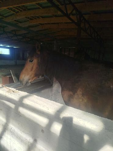 кролик цена: Продаю | Жеребец | Рабочий — 2