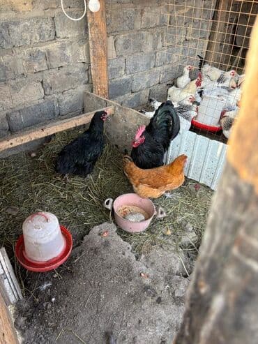 продаю домашние куры: Продаю | Куры | Домашняя | Для разведения — 5
