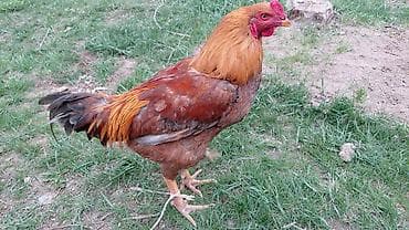 красна датская: Продаю | Петух | Для разведения — 2
