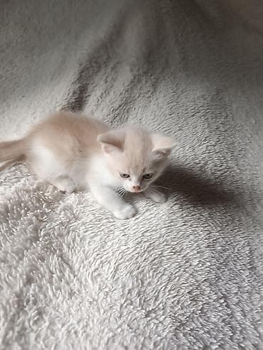 Котята с вислоухими ушками (внешне напоминают скоттиш-фолд), домашнего