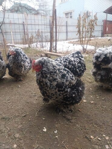 куры доминант купить: Продаю | Куры | Брама | Для разведения — 3