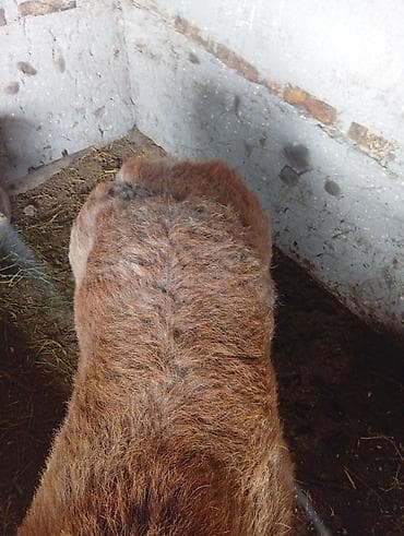 коза заненская: Продаю | Баран (самец) | Для разведения | Осеменитель — 5