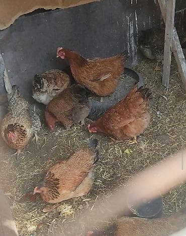 куплю бычка в кара балте: Продаю | Куры | Бойцовая | Для разведения — 6