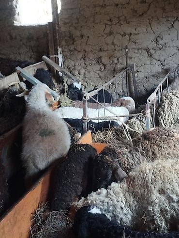 кормушки для баран: Продаю | Овца (самка) | Полукровка | Для разведения | Матка — 7