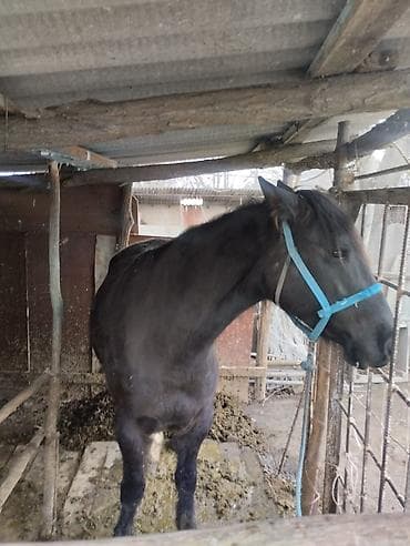 Продаю | Кобыла (самка) | Рабочий | Племенные