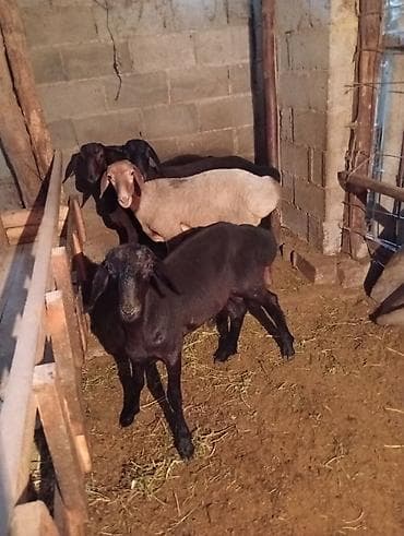 белый кролик: Продаю | Ягненок | На забой | Племенные — 3
