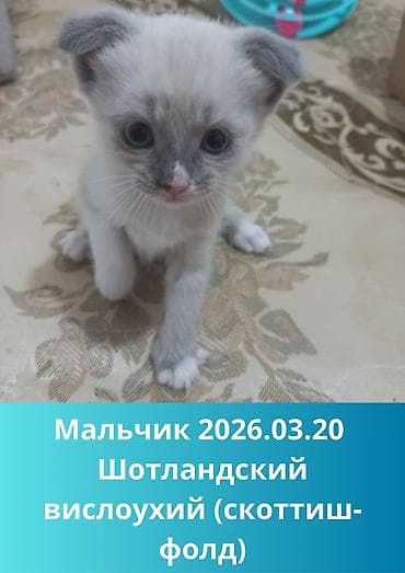 Продажа кошек: Скотиш Страйт (Шотландская прямоухая), 2 месяца, Мальчик, Белый, Приучена к лотку, Проглистована, С прививками — 2