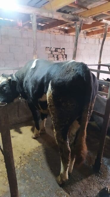 собаки в добрые руки: Продаю | Бык (самец) | На откорм | Привязанные — 1