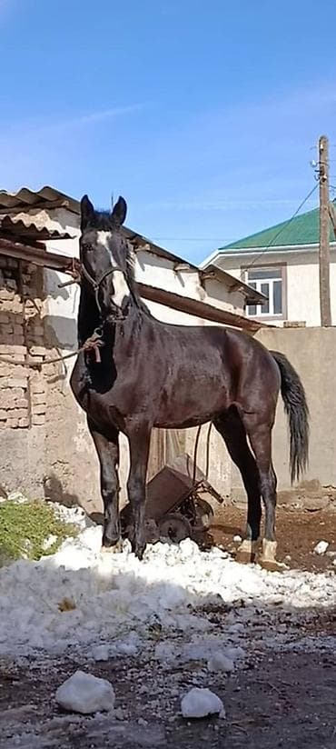 бышты: Сатам | Байтал | Көбөйтүү үчүн | Асыл тукумдуу — 3