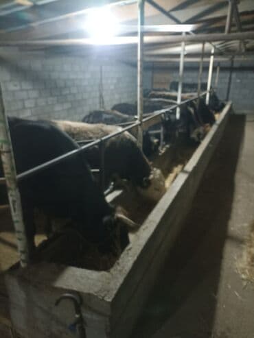 корм для домашних животных: Продаю | Бык (самец) | На откорм | Привязанные — 1