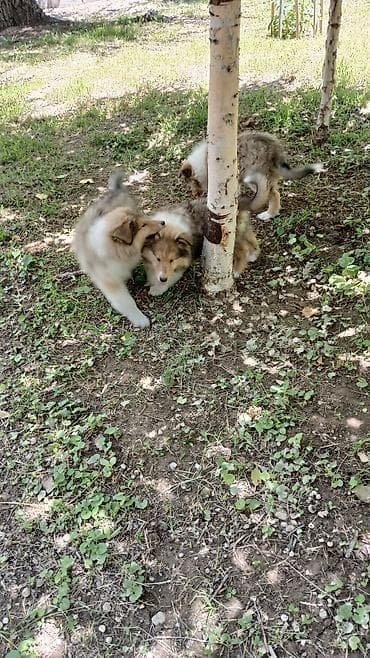 мышык бекер: Колли, 2 айлык, Эркек, Эмделген — 3