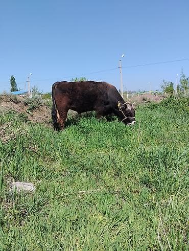 кошка домашний: Продаю | Бык (самец) | Полукровка | Для разведения | Привязанные — 3