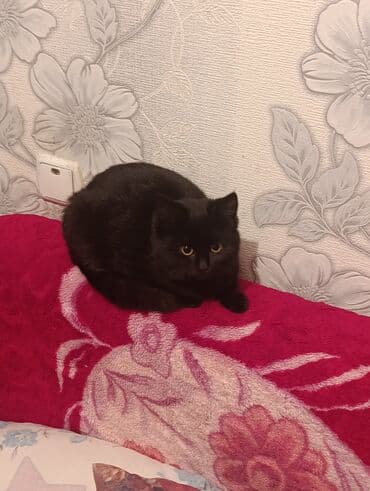 Беспородная, 3 месяца, Мальчик, Черный, Приучена к лотку