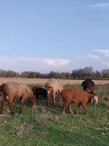 животные: Продаю | Овца (самка) | Для разведения | Матка — 3