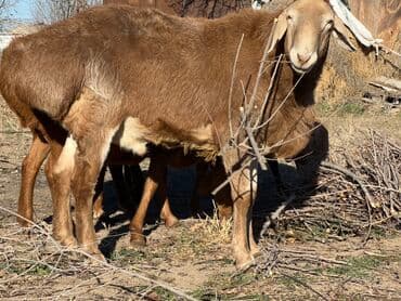 в связи с переездом отдам попугая жако в добрые руки: Продаю | Баран (самец) | Для разведения — 4