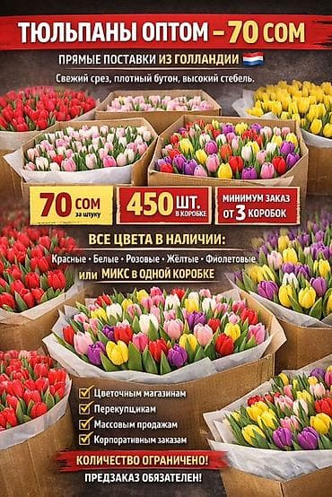 Тюльпаны оптом — прямые поставки из Голландии - Цена: 70 сом за штуку
