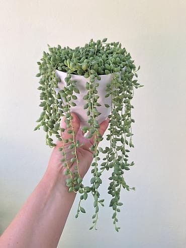 Үй жана бакча: Крестовник Геррейна (Senecio herreianus, «жемчужная нить») — ампельный — 2