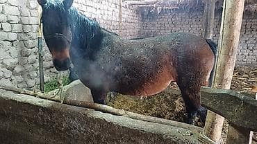 Продаю | Кобыла (самка)