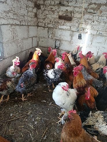 Башка жаныбарлар: Петухи большие — 7