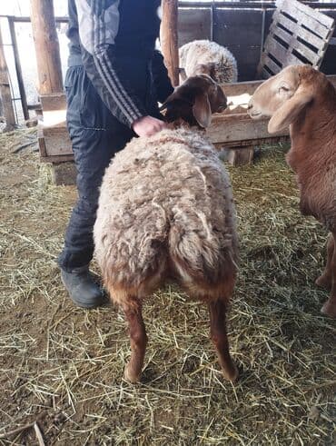 продажа кормов для сельскохозяйственных животных: Продаю | Жеребенок | Конный спорт — 8