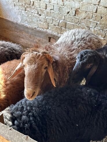 продажа щенков немецкой овчарки с документами в бишкеке: Продаю | Баран (самец) | Гиссарская | Для разведения | Племенные — 2