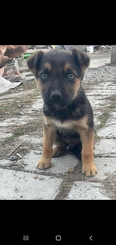 отдам животных в хорошие руки: Отдам шенков даром. ЗВОНОЧКИ — 7