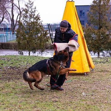 немецкий сабака: Вязка: Немецкая овчарка, Самец, 3 года, С родословной — 7