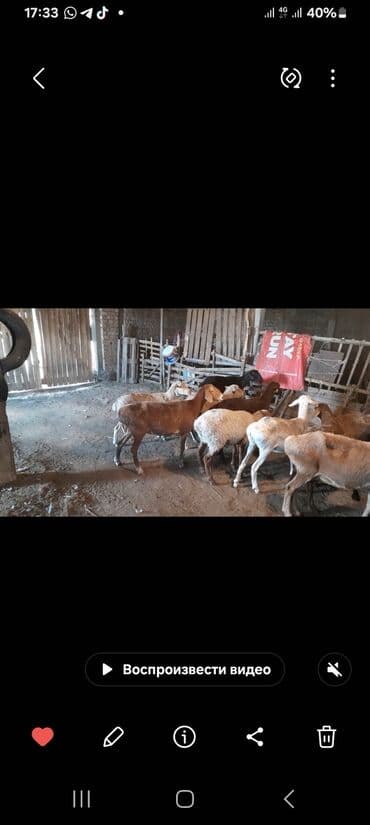 чистокровная немецкая овчарка: Продаю | Овца (самка) — 3