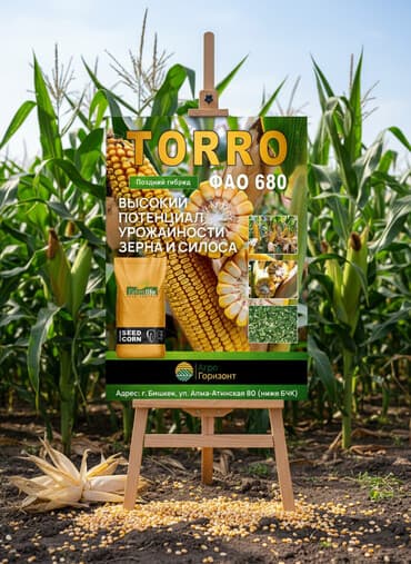 продаю кукуруза: В наличии семена кукурузы TORRO (ФАО 680) Поздний гибрид зернового — 1