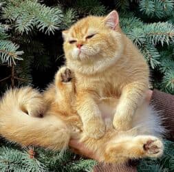 ящик для документов: ✨ БРИТАНСКИЕ КОТЯТА ЗОЛОТИСТОЙ ШИНШИЛЛЫ В ПОИСКАХ ДОМА! ✨ Наши малыши — 14