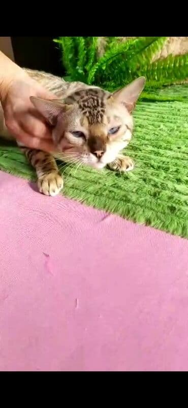 рэгдолл цена бишкек: Бенгал, 2 жаш, Эркек, Ак, Бычылган, Лотокко барууга үйрөтүлгөн, Курттардан тазаланган — 10