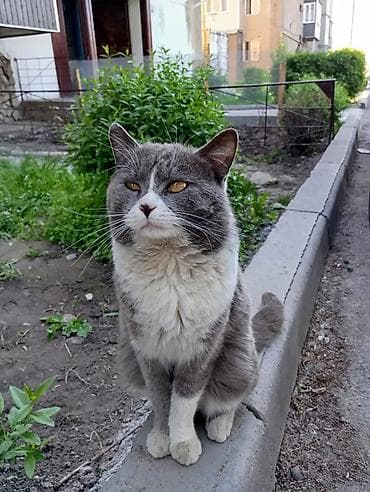 сиямские кошки: Мальчик — 2