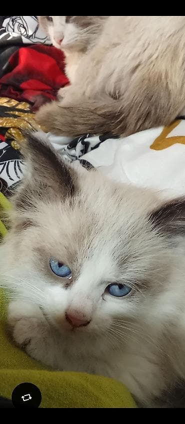 ориентальная кошка черная: Породистые котята с голубыми глазами. Описание: - Окрас: светлый — 1