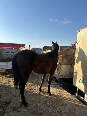 сельскохозяйственные животные продажа: Продаю | Кобыла (самка) | Полукровка, Английская | Для разведения | Племенные — 5